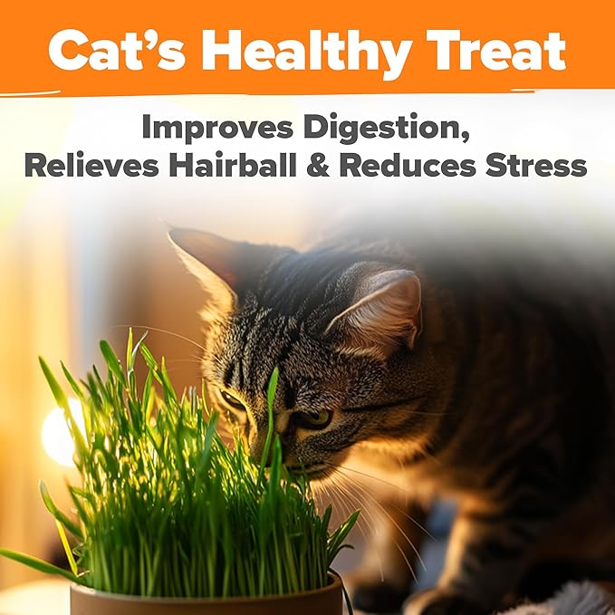 HOME GROWN Organic Cat Grass Seeds Pack 8oz β 7200 π‘π’π‘-ππ π’ π¨π¦π-π¦π’π¨π₯πππ Heirloom Oat & Barley Grass Seeds for Indoor Cats β High Germination Hairball Relief, Pet Grass Ready in 7Days