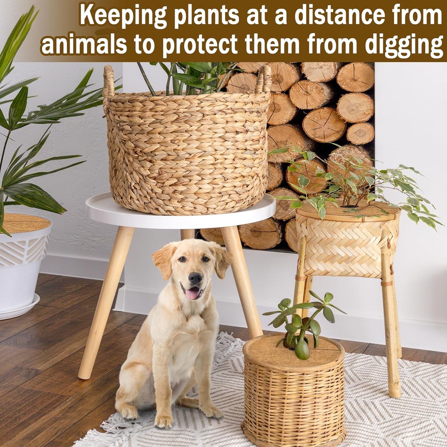 ZeeDix 12 Pack 12 Inch Coconut Fiber Mulch Ring, 100% Natural Coco Coir Tree Ring Mulch Mat Plant Protector Mat, Coconut Coir Discs Plant Pot Soil Cover for Indoor Outdoor Plants, Garden Decoration