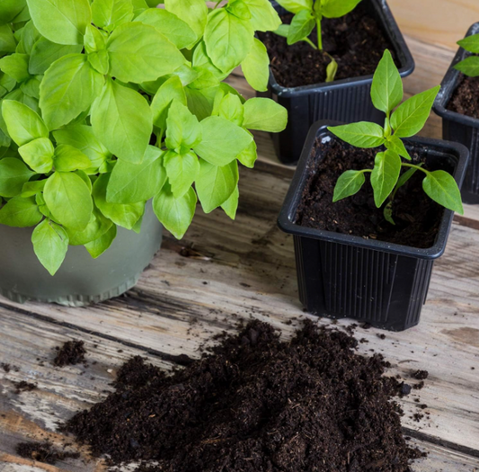 Why Minute Soil Organic Coco Peat Is a Must-Have for Healthy Indoor & Outdoor Gardening