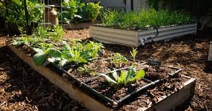 Beginner’s Guide to Starting a Garden: 7 Easy Steps to Grow Green