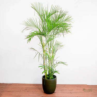 TALL PLANTS