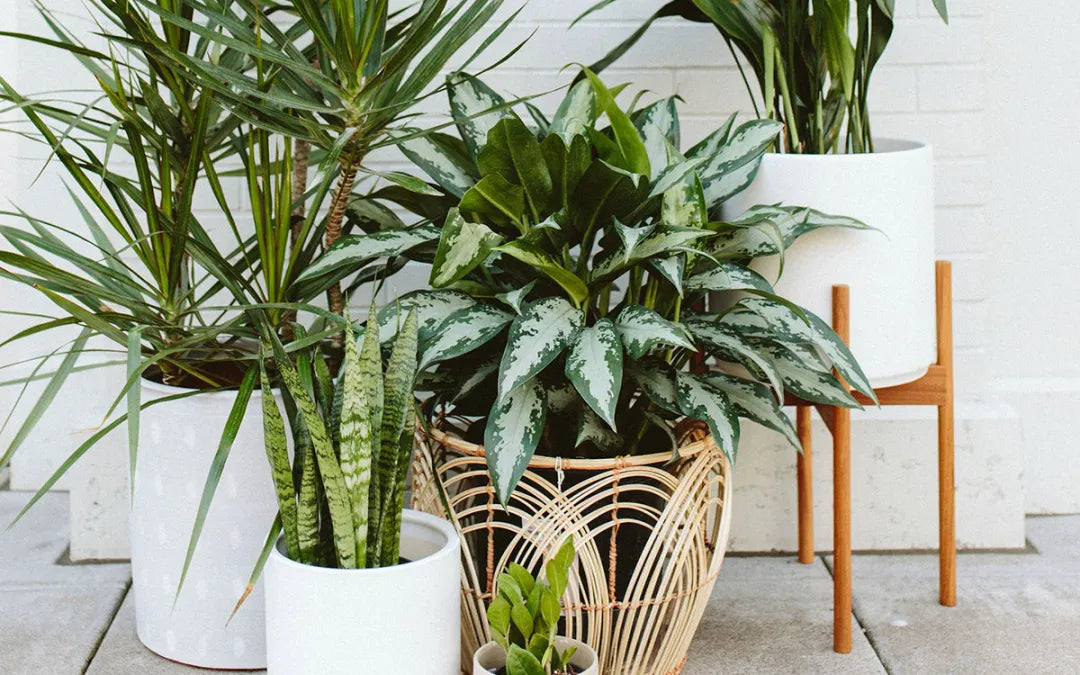 LOWLIGHT TOLERANTS PLANTS