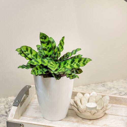 MID-SIZE PLANTS