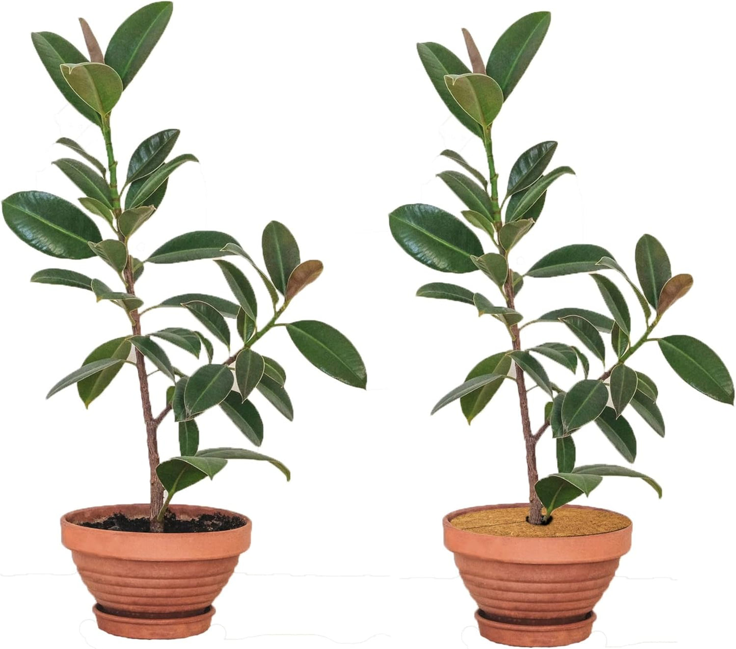 Deepthi 18-Inch Coco Coir Mulch Mats – Pack of 3 Natural Coconut Fiber Discs – Tree Ring Guards, Pot Covers, Sapling Root Protection, Weed Barrier, Moisture Retention for Garden & Potted Plants