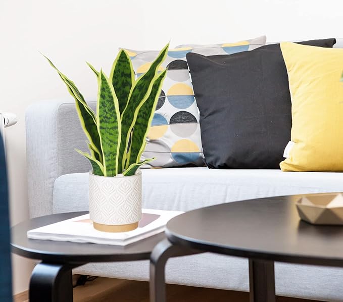 Artificial Snake Plant 16" with White Ceramic Pot Sansevieria Plant Fake Snake Plant Greenery Faux Plant in Pot for Home Office Living Room Housewarming Gifts Indoor Outdoor Decor-Yellow