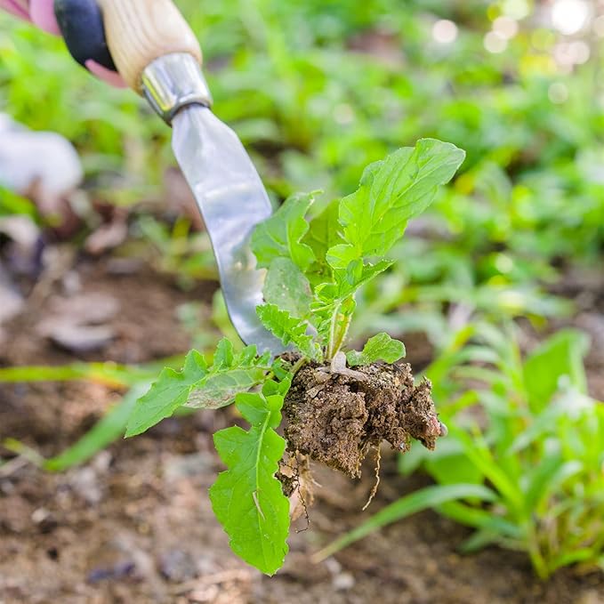 Berry&Bird Hand Weeder Tool, Stainless Steel Gardening Weed Puller, 12.1" Manual Weeding Removal Cutter Tool with Ash Wood Handle for Planting, Weeding, Flower & Vegetable Care in Garden Lawn Yard